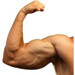 MUSCLE SİMULATOR (NEW UPLATE)
