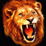 Lion teams