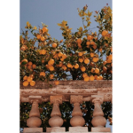~my tangerines~