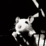 Alpha mouse