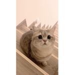 MACIEJSON
