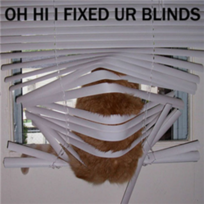 funny cat pic 1 Roblox decal