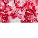 .Royal~Divas.
