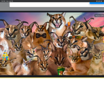Look at these cats