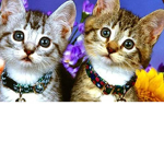 team chatonalexi