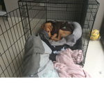 Lyla dog