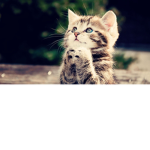 Kitty Cat Inc.