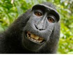 Just a group of monke