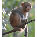 Blue monkey games