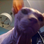 ~ShorelineLeanin~