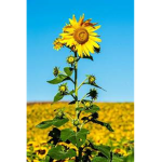 SunFlower Fam!