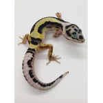 Gecko Union