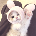 Little kitties in raincoats
