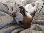 Dolly my doggy