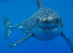LEGO SHARK STUDIOS