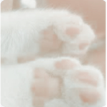 天使 ʚ ɞ