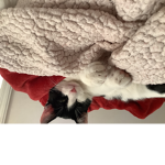CatsCatsAreTheBest!