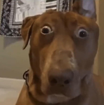 Barkbunch