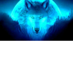 WOLF''s TEAM