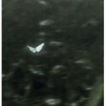 Disappeared