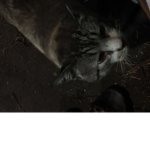 ~Felines United~