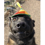 Doggo is cool cult