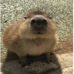 gort the capybara