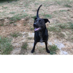 Dogs habitat