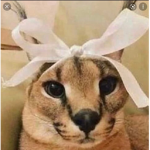 The floppas of royalty