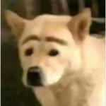 Rafael t