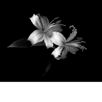 ᴘᴀᴛʜꜰᴇʀʚїɞ