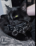 cat fan's only