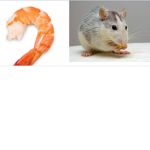 Rat And Shrimp Rescue Centre
