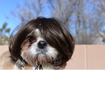 PUPPYS FOR LIFE Bunnnysentx123
