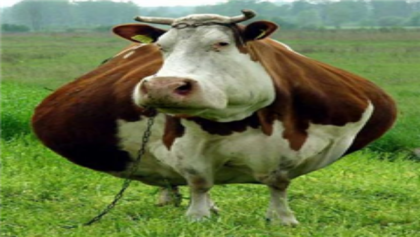 Funny cow Roblox decal