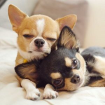 Cool Chihuahuas