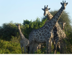 Girrafegirly