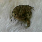 Froggy Fam Club