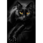 Black Cat Performance