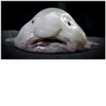 #Blobby The Blob Fish Is Cool