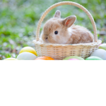 bunny,timmy,pimmy sqaud
