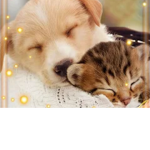 Kitty and Puppy Family