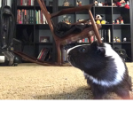 GUINEA adventures