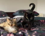 CATLOVERS4LIFE