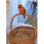 The people that love BIRDS