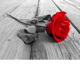 Rose flower