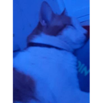 $ÄVÃGES