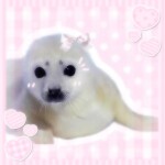 ૮꒰ ˶• ﻌ •˶꒱ა 