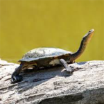 Long neck turtles studios
