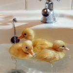 Orange Duck and her Friends :D